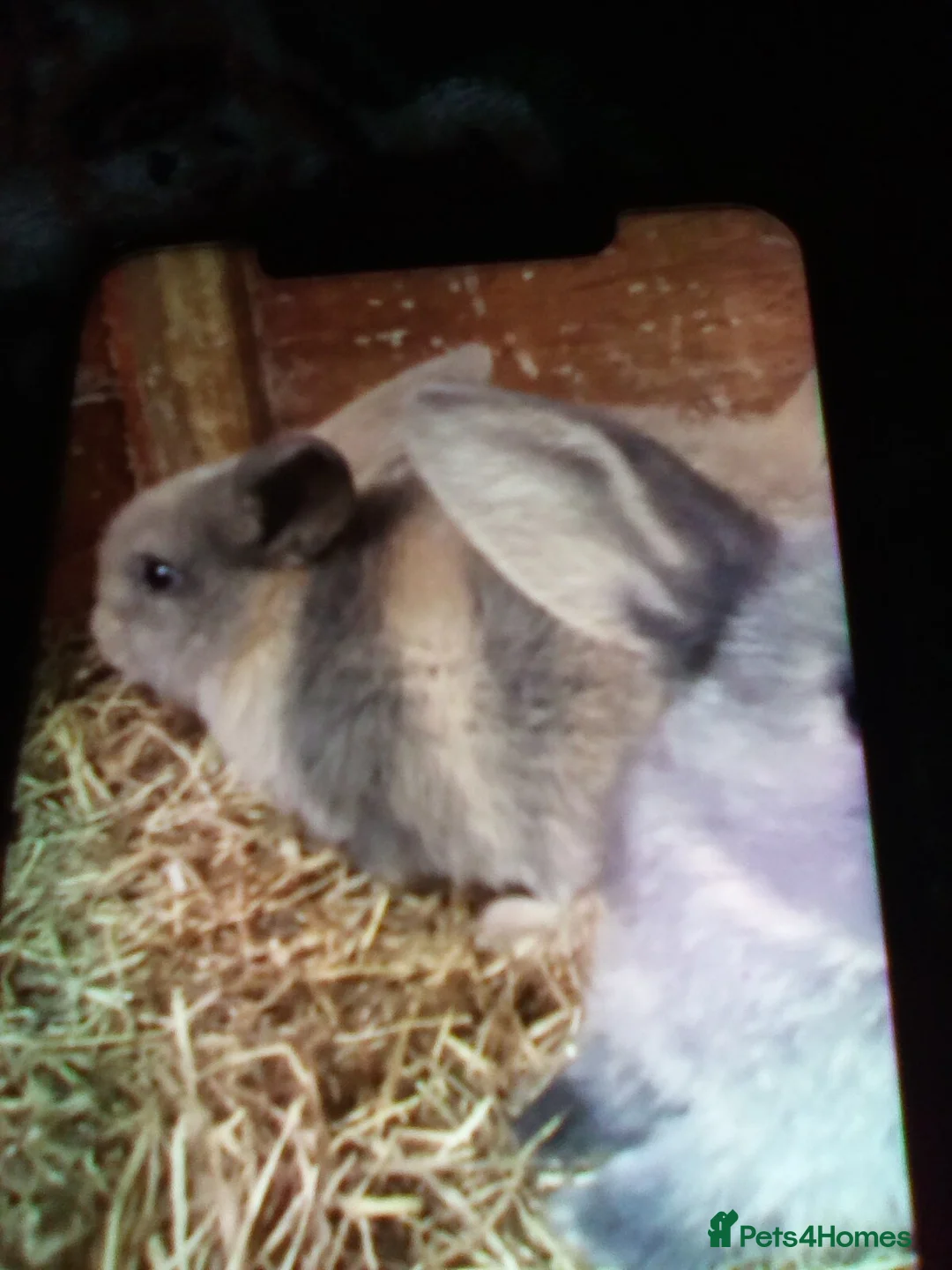 Mini Lop rabbits for sale: Ready to leave now  - Advert 9
