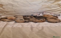 Chihuahua dogs for sale: Beautiful litter of 6 full chihuahuas  - Image 1