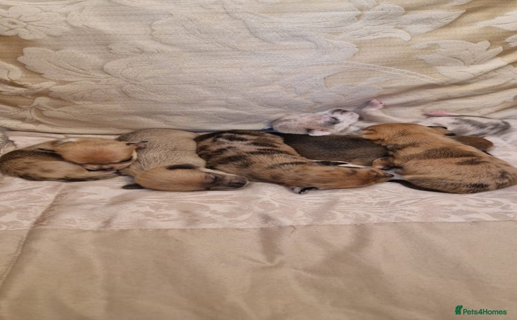 Chihuahua dogs - Advert 4