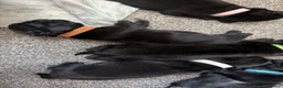 Pug dogs for sale: 5 gorgeous black pug puppies for sale  in Uxbridge - Advert 5