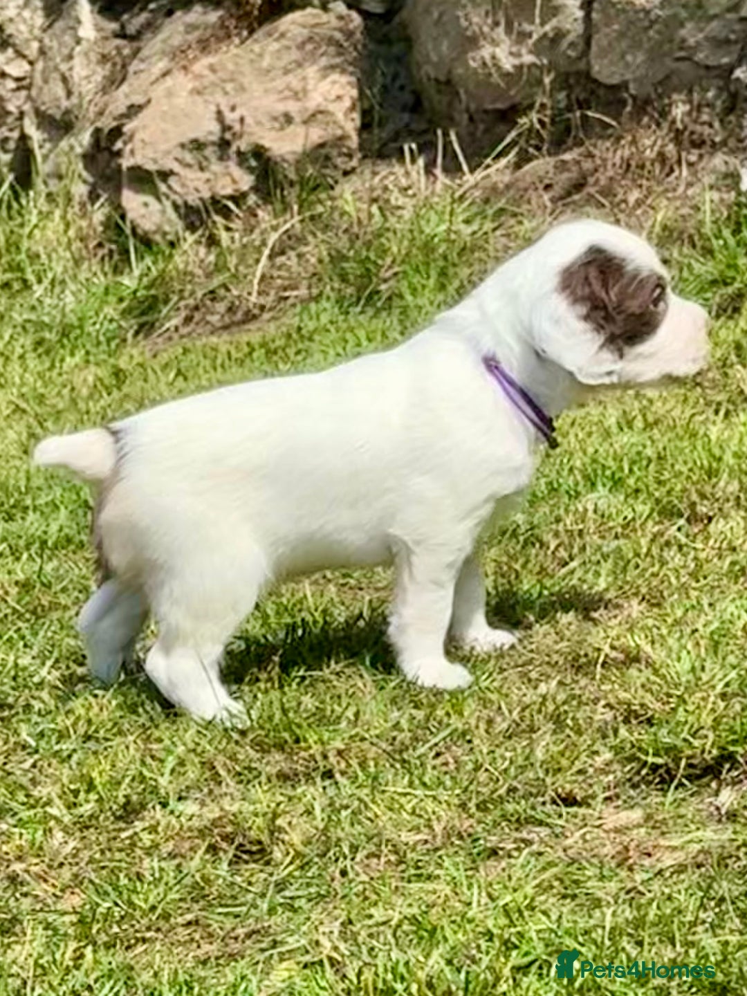 English Springer Spaniel dogs for sale: FTAW Bred Puppies from excellent lines - Image 12