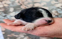 Toy Poodle dogs for sale: 🖤CAVAPOO BABIES🖤TESTED PARENTS! - Advert 26