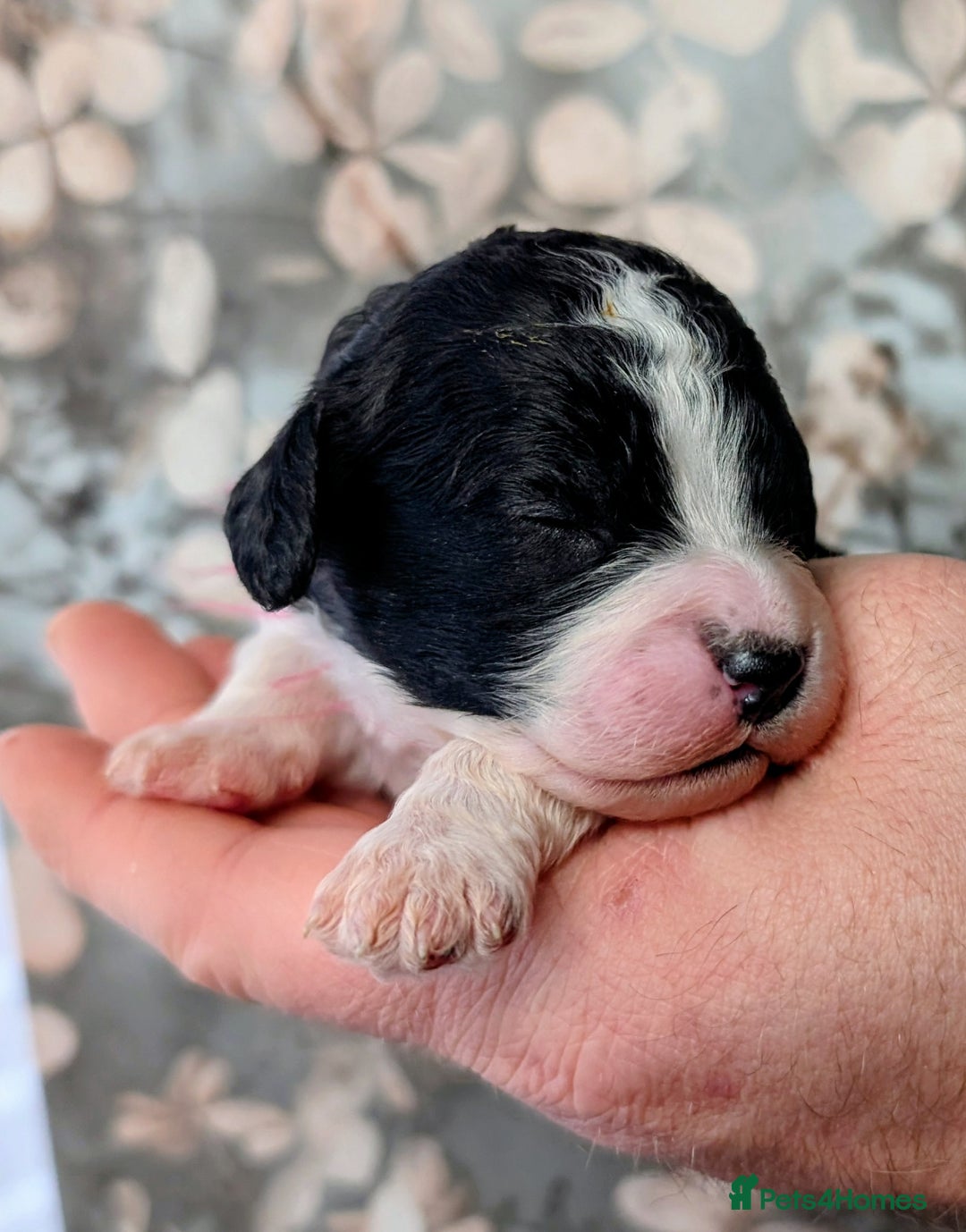 Toy Poodle dogs for sale: 🖤CAVAPOO BABIES🖤TESTED PARENTS! - Advert 26