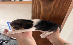Beagle dogs for sale: Gorgeous beagles KC registered  - Image 14