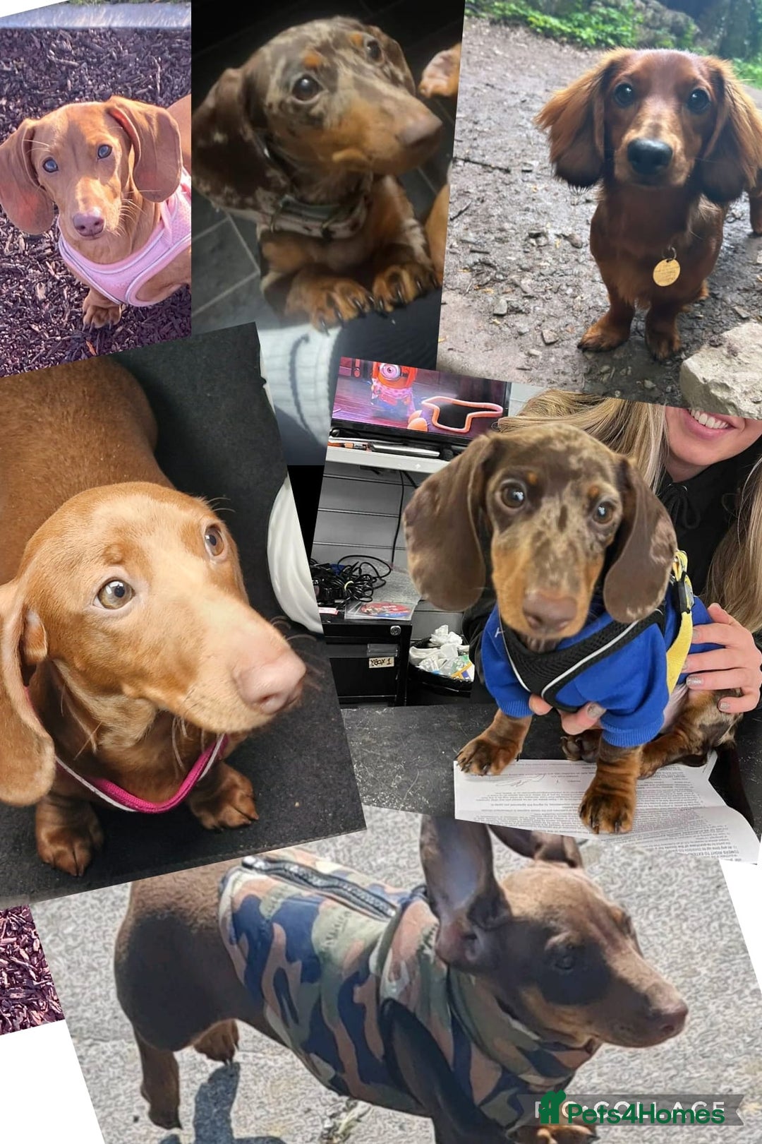 Miniature Dachshund dogs for stud: Richie proven and ready to stud. in Liverpool - Advert 27