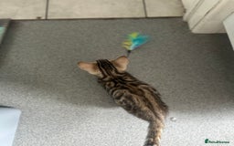 Bengal cats for sale: Stunning Bengal kittens - Image 24