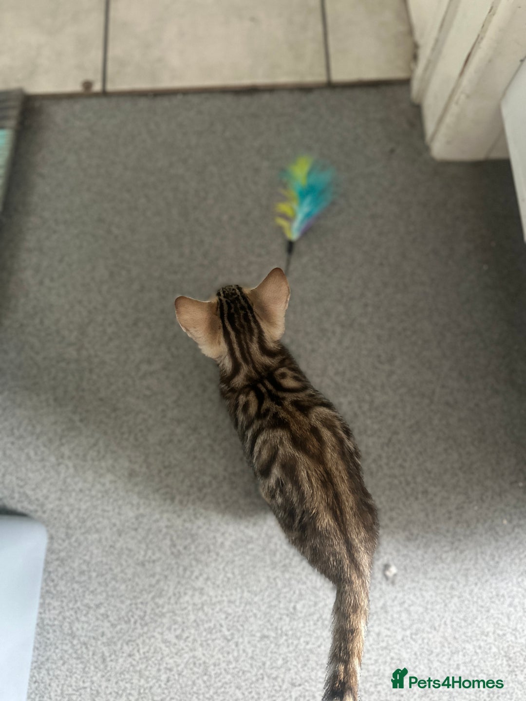 Bengal cats for sale: Stunning Bengal kittens - Image 24