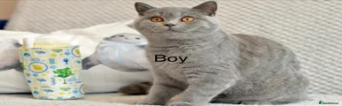 British Shorthair Kitten 2