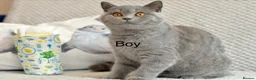 British Shorthair cats for sale: Beautiful paws*GB 😻 - Advert 4