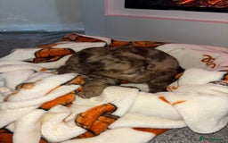 Cocker Spaniel dogs for sale: Cocker spaniel puppies - Image 11