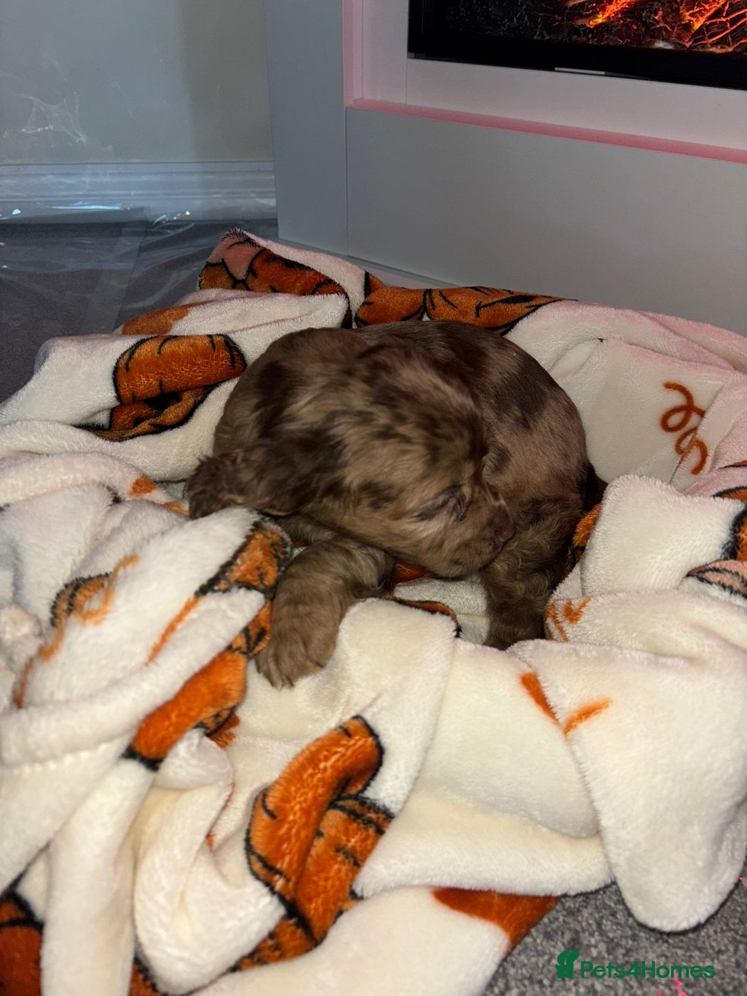 Cocker Spaniel dogs for sale: Cocker spaniel puppies - Image 11