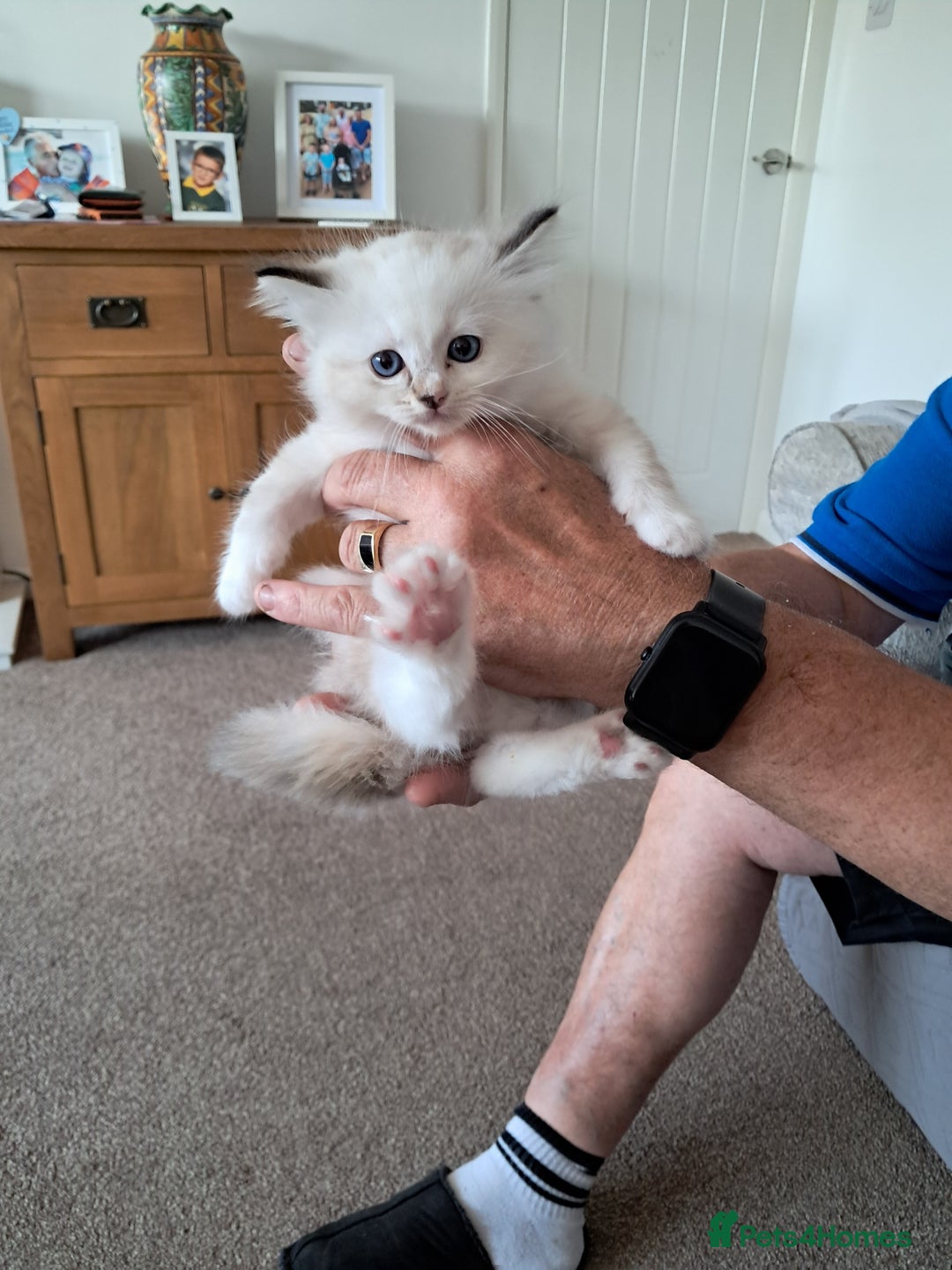 Ragdoll cats for sale:  2 female beautiful Ragdoll kittens left - Image 8