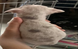 Chihuahua dogs for sale: Absolutely stunning chihuahua puppies  - Image 3