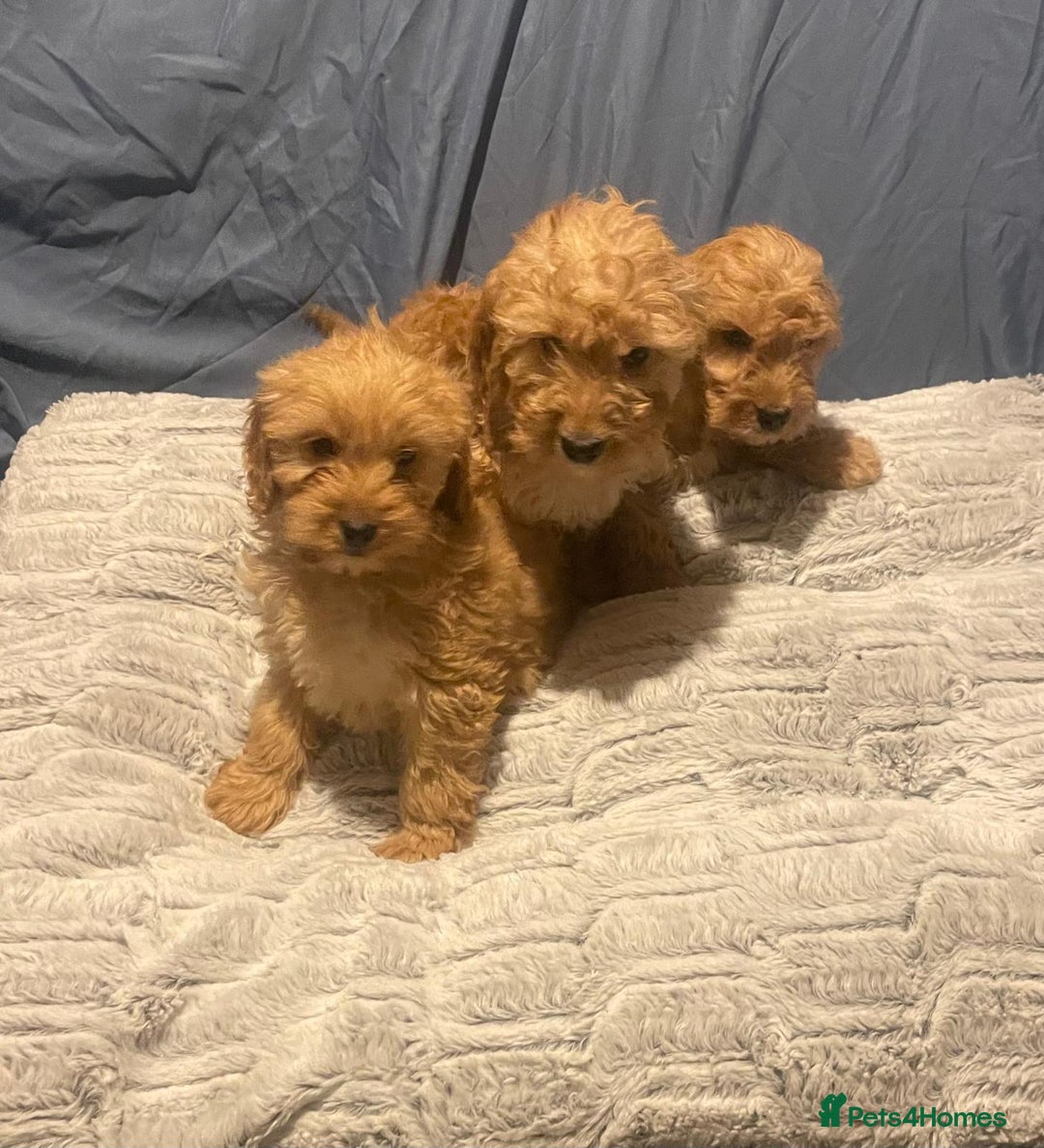 Cavapoo dogs for sale: Cavapoo puppies  - Advert 3
