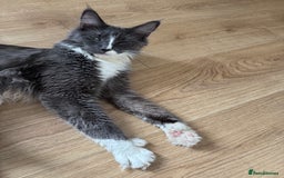 Maine Coon cats for sale: TICA registered large MaineCoon polydactyl kittens - Image 6