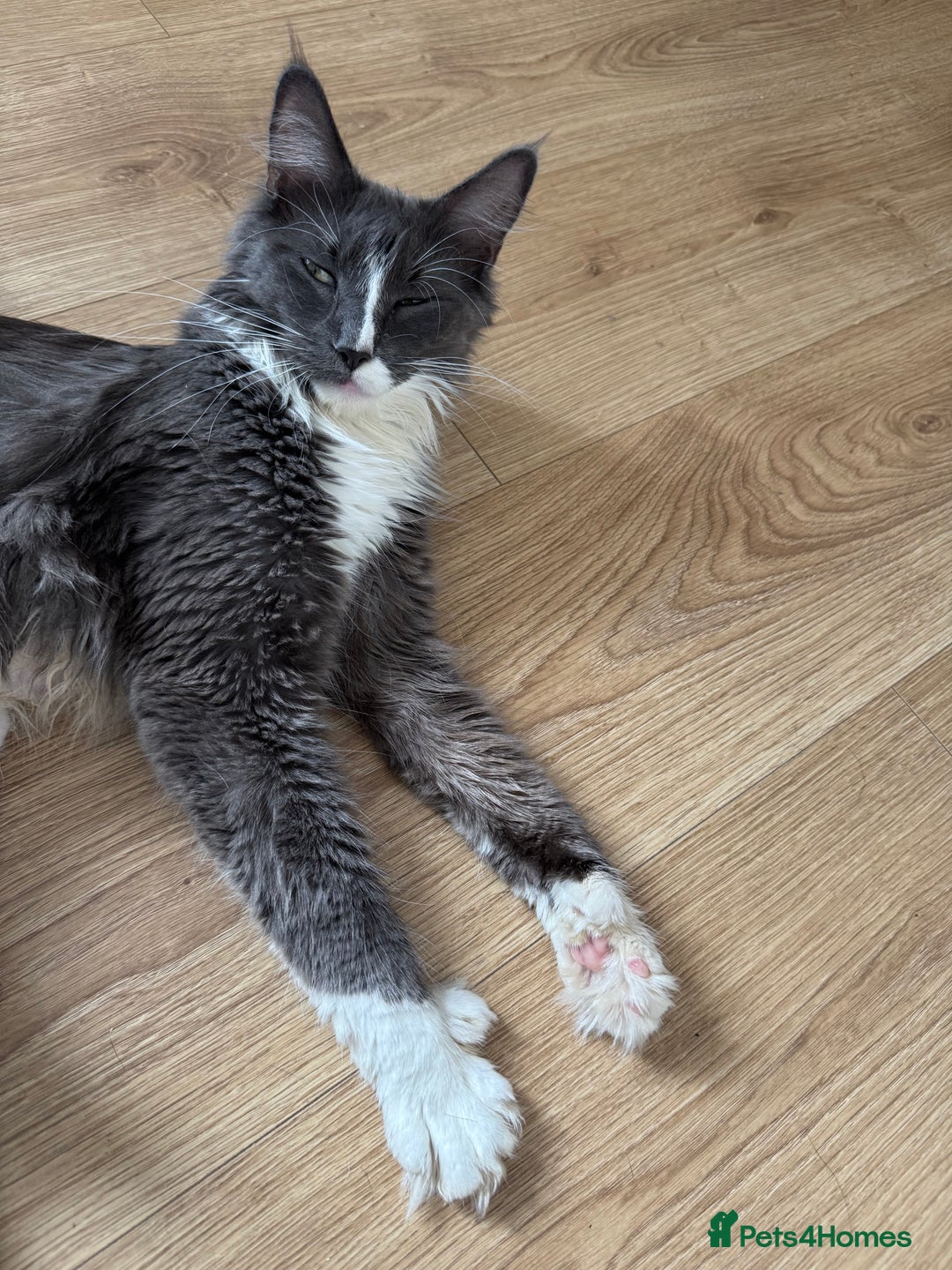 Maine Coon cats for sale: TICA registered large MaineCoon polydactyl kittens - Image 6