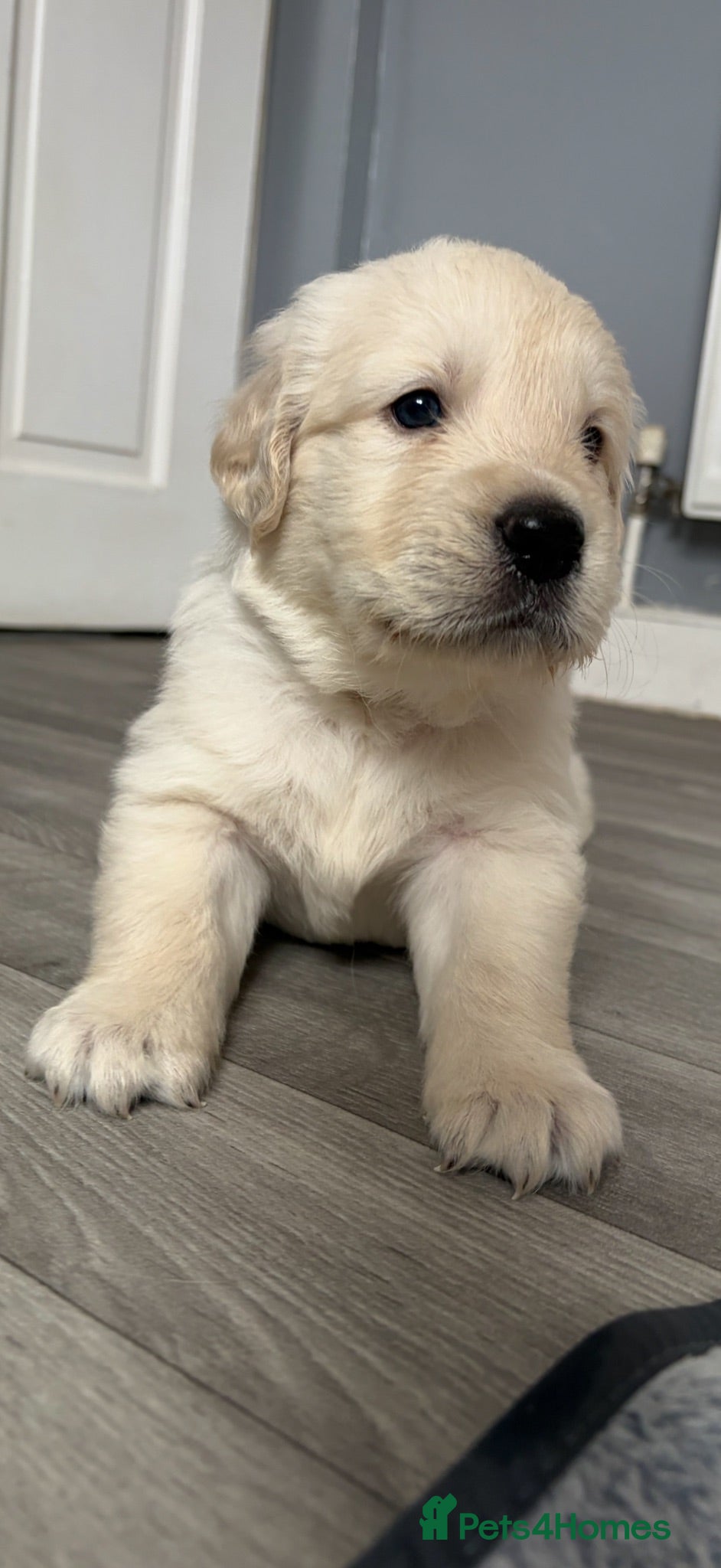 Golden Retriever dogs BEAUTIFUL KC REG SHOWLINE GOLDEN RETRIEVER PUPPIES - Advert 4