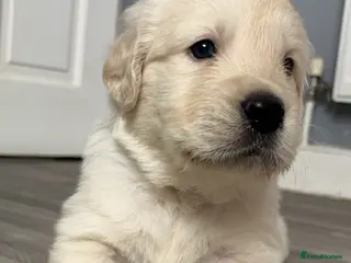 Golden Retriever dogs BEAUTIFUL KC REG SHOWLINE GOLDEN RETRIEVER PUPPIES - Advert 13