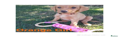 Labrador Retriever 6