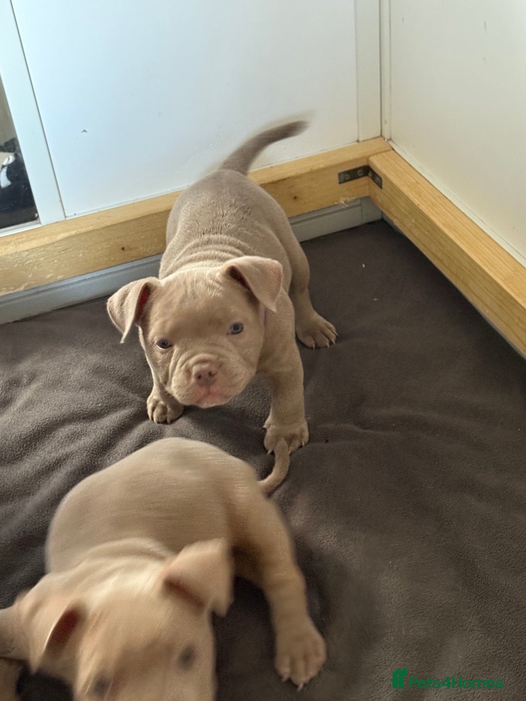 American Bully dogs for sale: Pocket bully  - Image 10