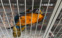 Macaws birds for sale: Blue & Gold Macaw 18 weeks  - Image 2