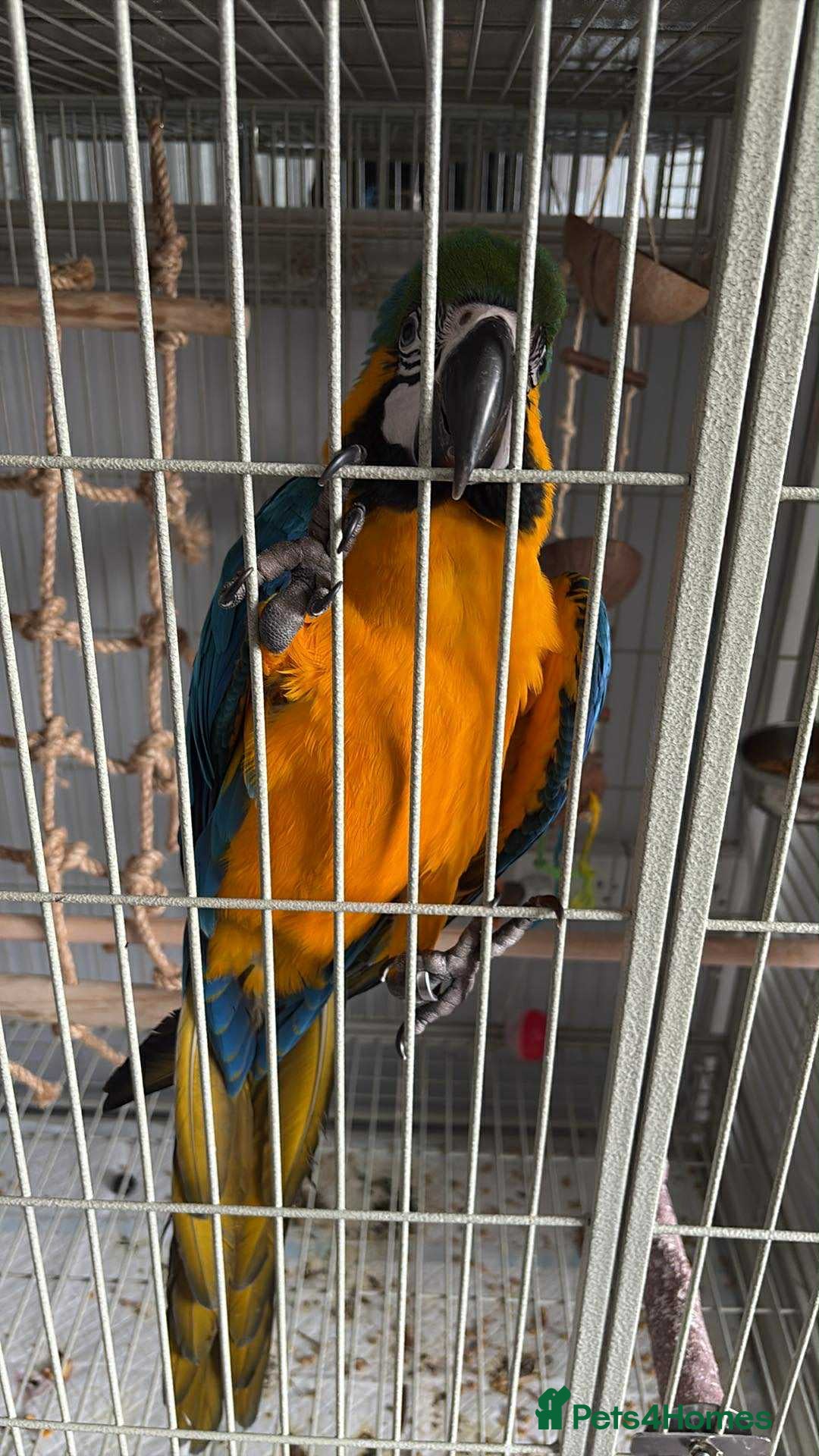 Macaws birds for sale: Blue & Gold Macaw 18 weeks  - Image 2