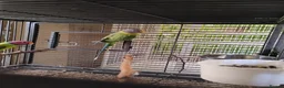 Parakeets birds for sale: Plumhead Pair - Advert 3