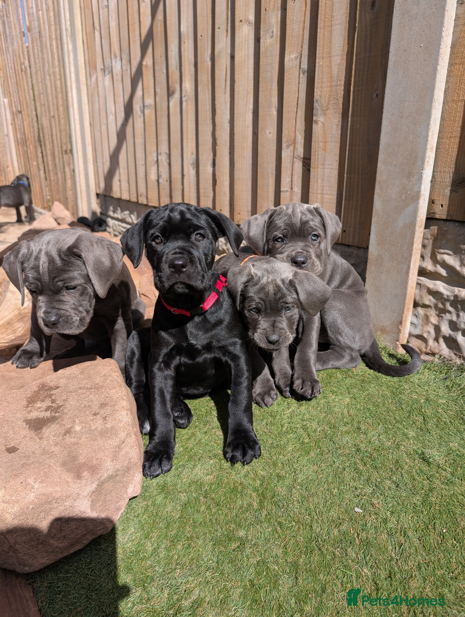 Cane Corso dogs Cane corso puppies  - Advert 7