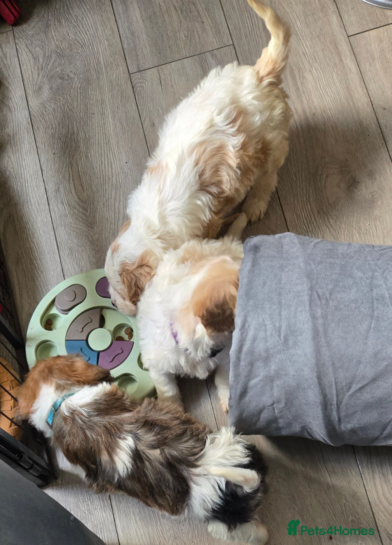 Cavachon dogs Gorgeous Cavachon puppies - Advert 2