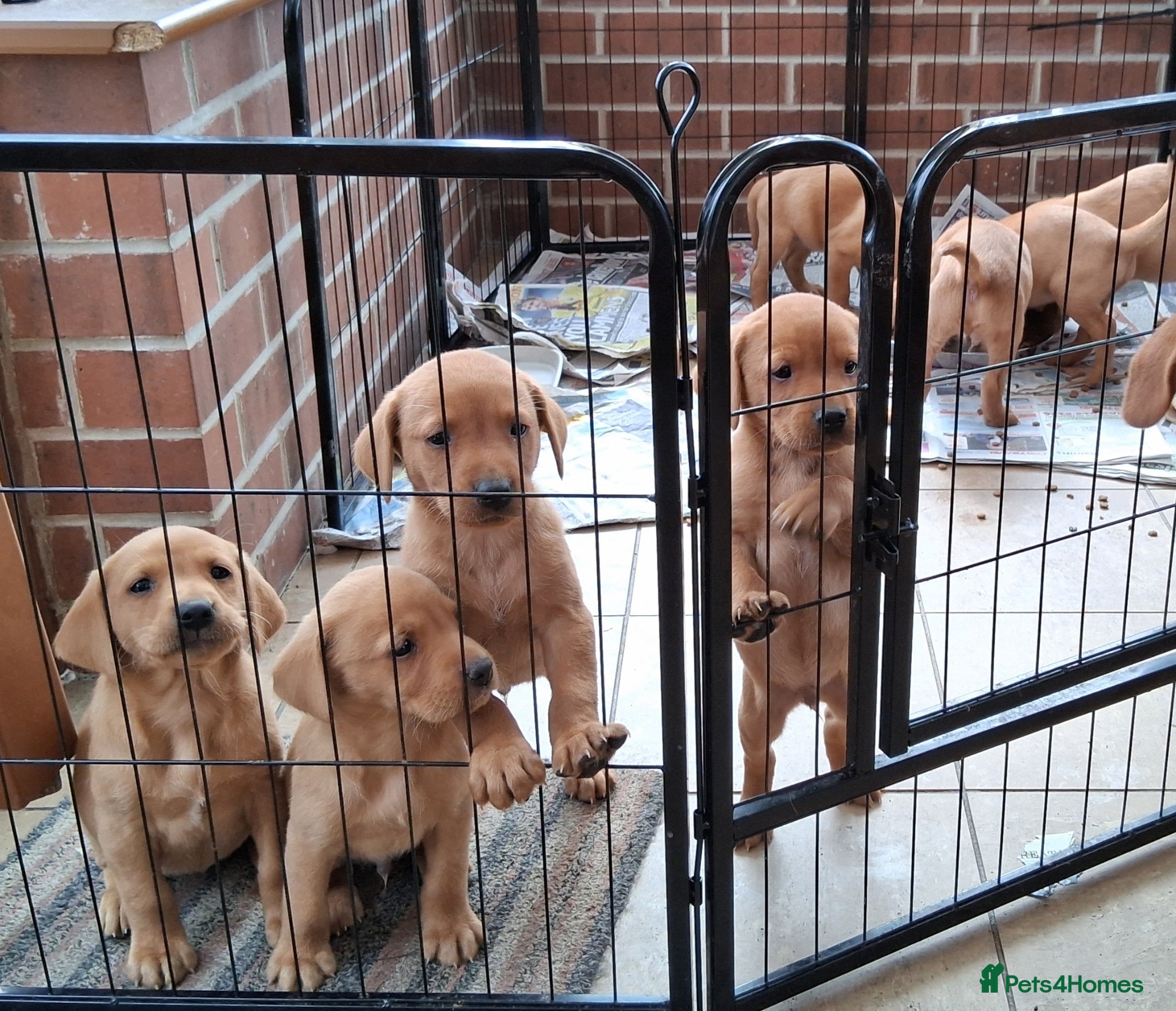 Labrador Retriever dogs  Working Labrador puppies - Advert 6