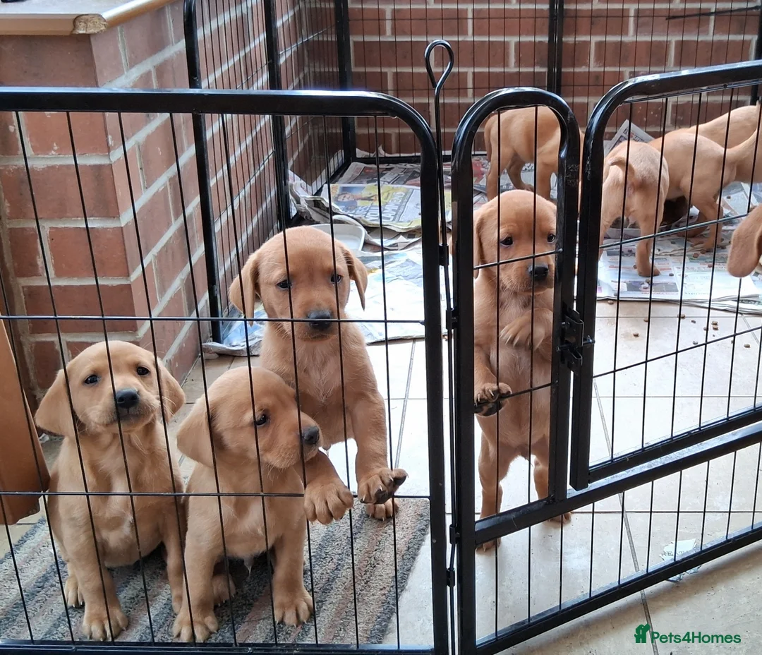 Labrador Retriever dogs for sale:  Working Labrador puppies - Advert 1