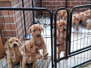 Labrador Retriever dogs Working Labrador puppies - Advert 6