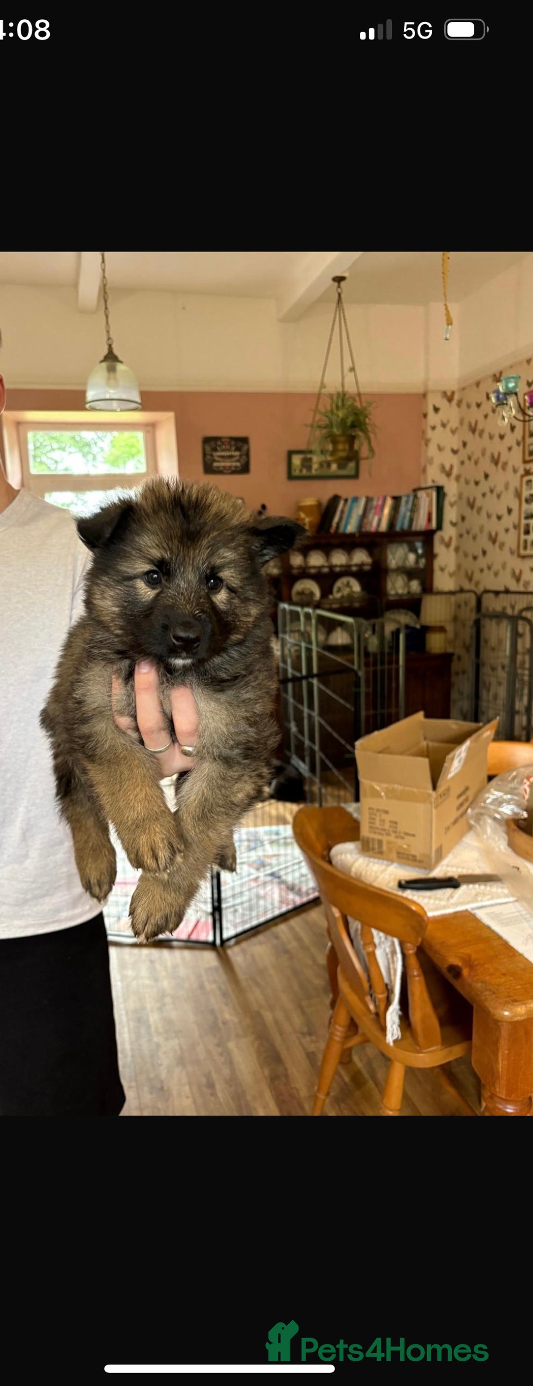 German Shepherd dogs for sale: 8 beautiful long haired German shepherd puppies  - Image 37
