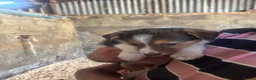 Border Collie dogs for sale: Collie puppies - merles  - Advert 36