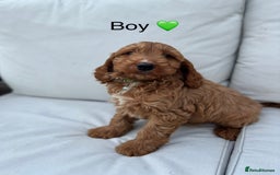 Cockapoo dogs for sale: F1 Cockapoo Puppies DNA hereditary clear - Image 1
