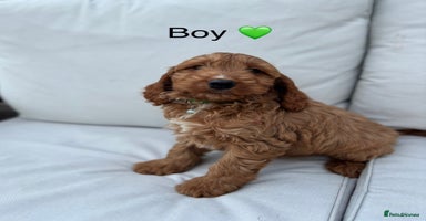 Cockapoo dogs - Advert 11