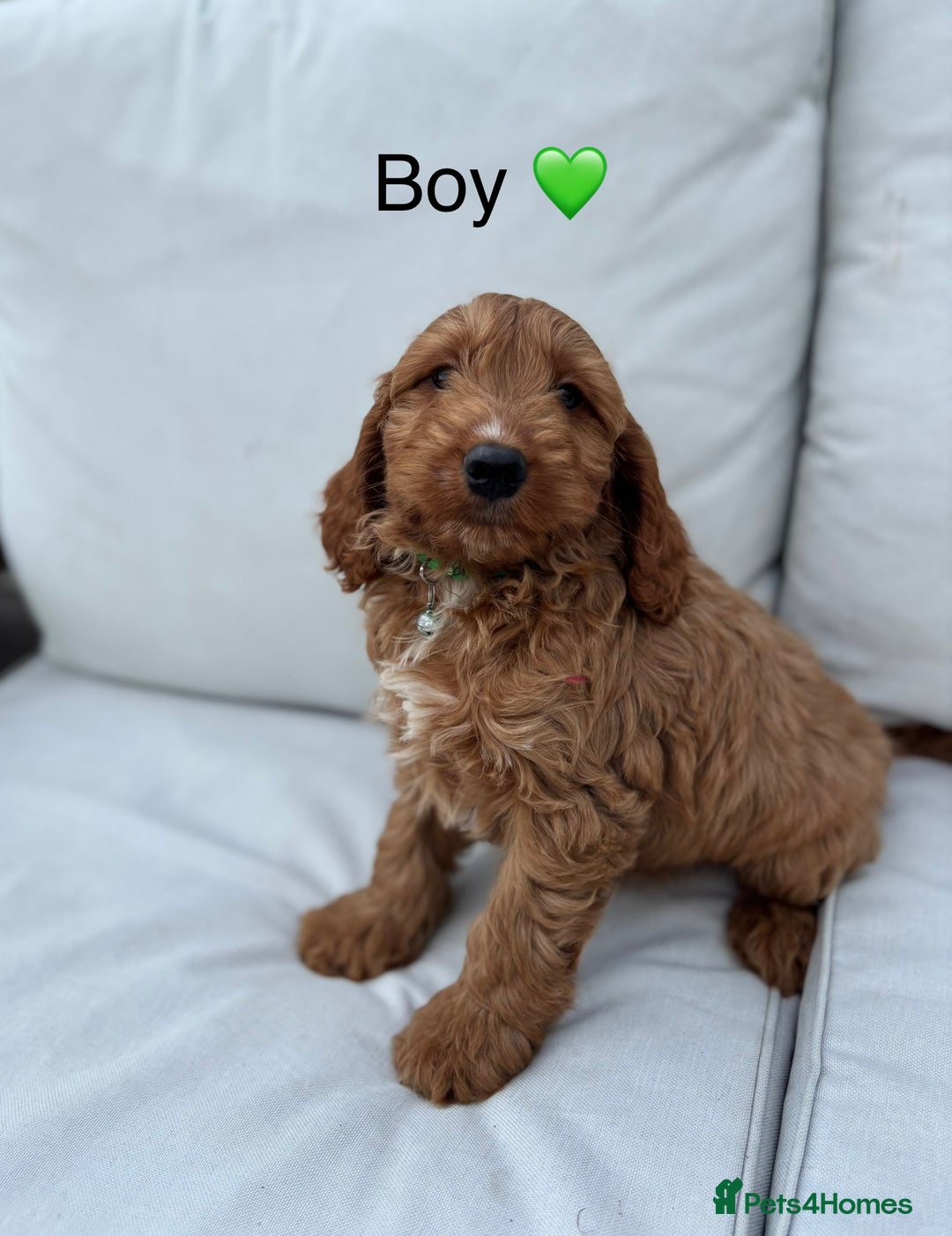 Cockapoo dogs for sale: F1 Cockapoo Puppies DNA hereditary clear - Image 1