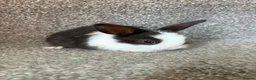 Mixed Breed rabbits for sale: Bunnies for sale - Advert 3