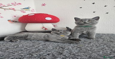 British Shorthair cats - Advert 12