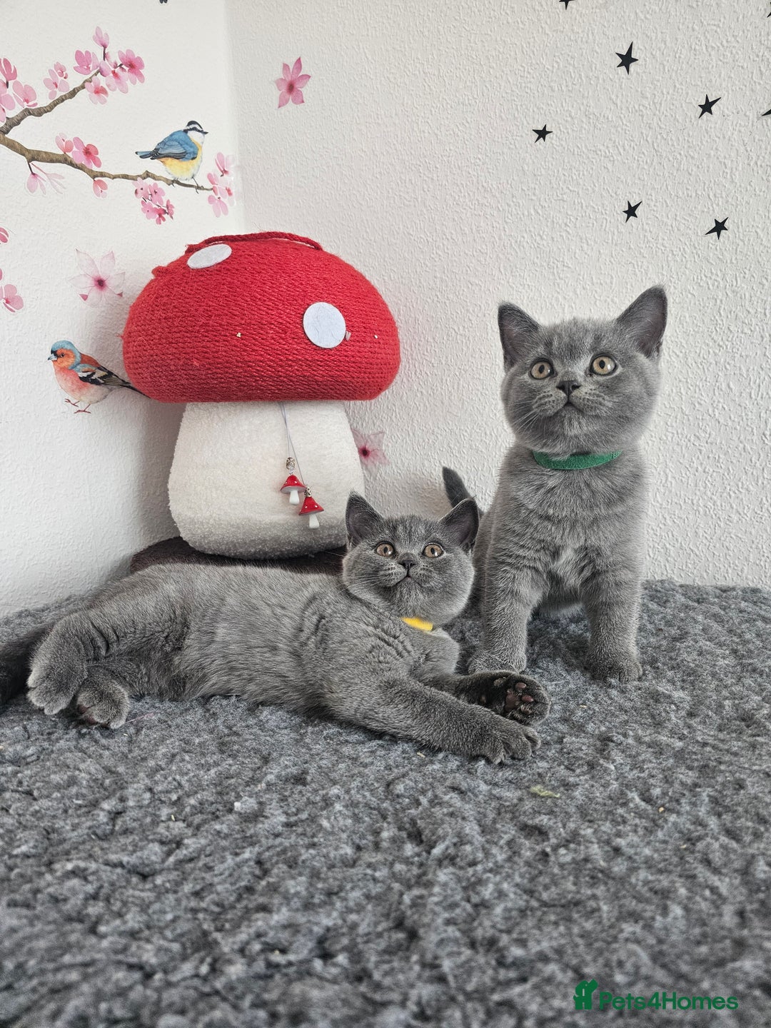 British Shorthair cats for sale: Gccf British Shorthair kittens  - Image 17