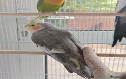 Cockatiels birds for sale: Selling 2 amazing cockatiels  - Image 5