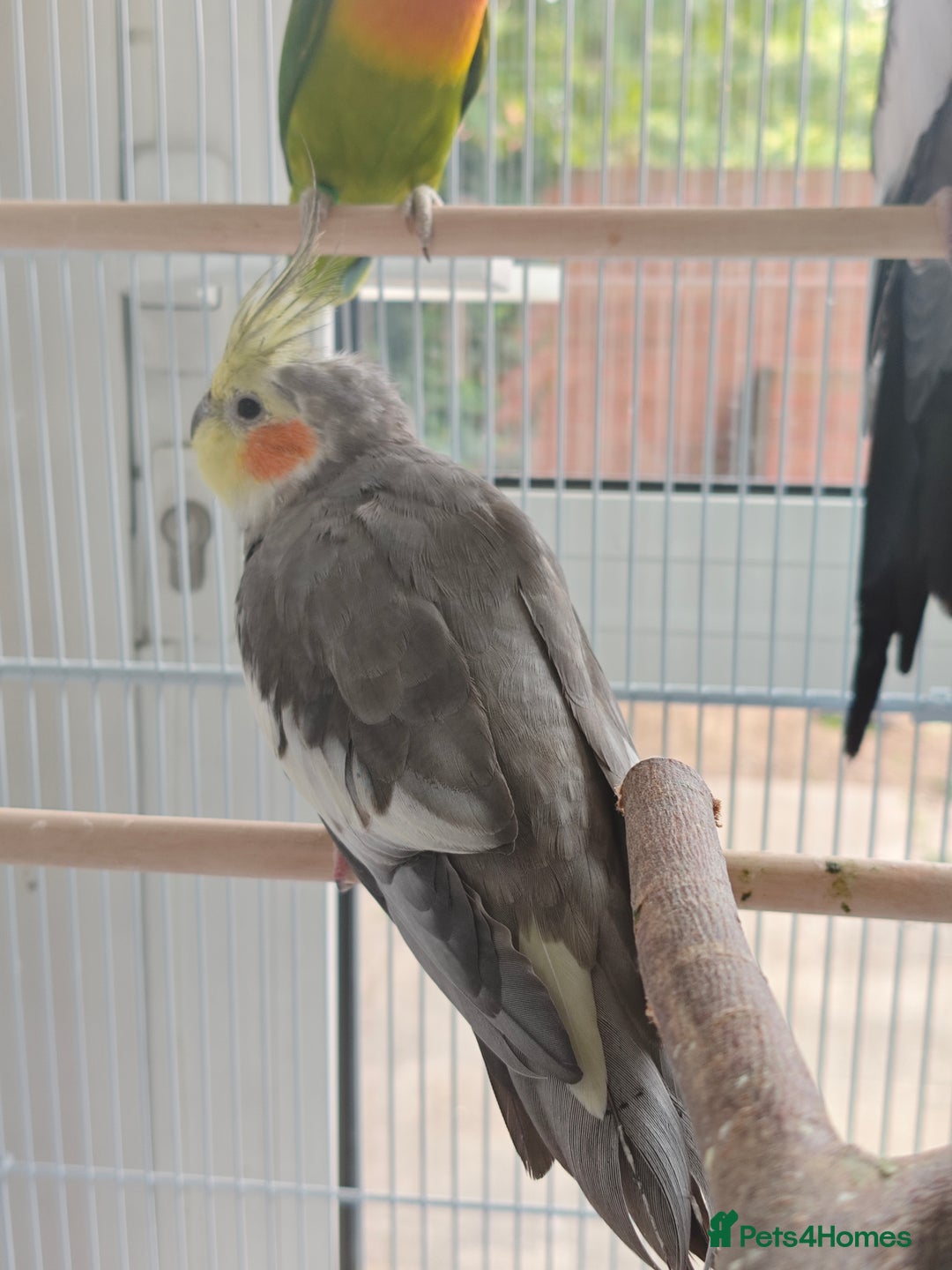 Cockatiels birds for sale: Selling 2 amazing cockatiels  - Image 5