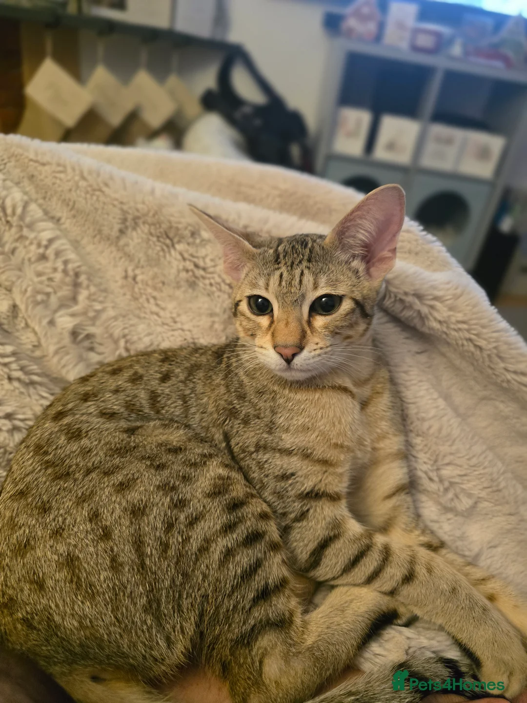 Savannah cats for sale: Savannah F8 Girl Kitten. - Advert 9