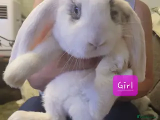 French Lop rabbits Pure Bred French Lop babies Vaccinated with Yurvac - Advert 2