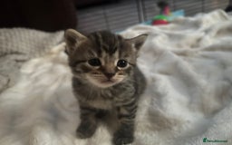 Egyptian Mau cats for sale: Adorable Egyptian Mau/Tabby/Bengal kittens  - Image 5