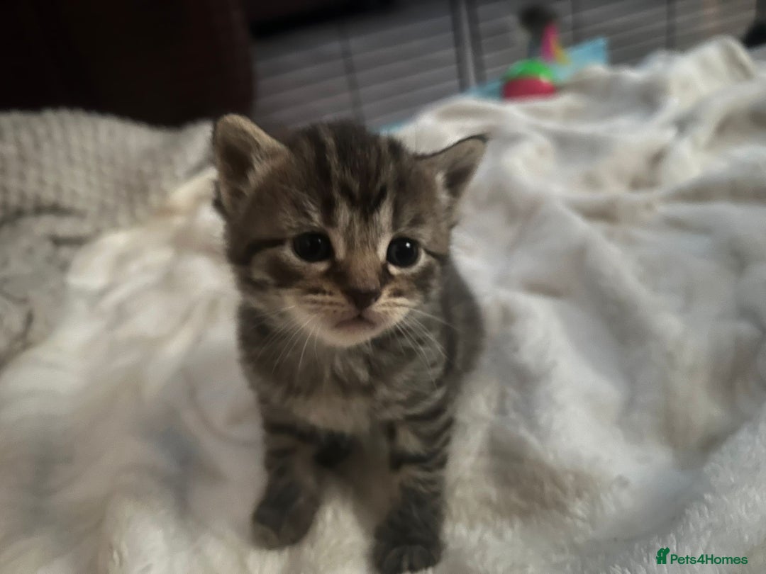 Egyptian Mau cats for sale: Adorable Egyptian Mau/Tabby/Bengal kittens  - Image 5