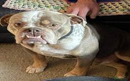 Dorset Olde Tyme Bulldogge dogs for stud: Brock - Image 12