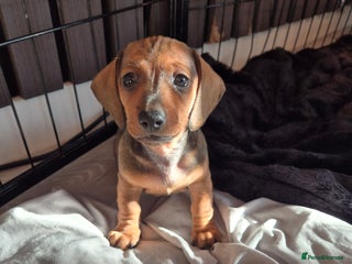 Miniature Dachshund dogs Looking for their forever 🏡 - Advert 5