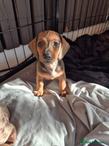 Miniature Dachshund dogs Looking for their forever 🏡 - Advert 12