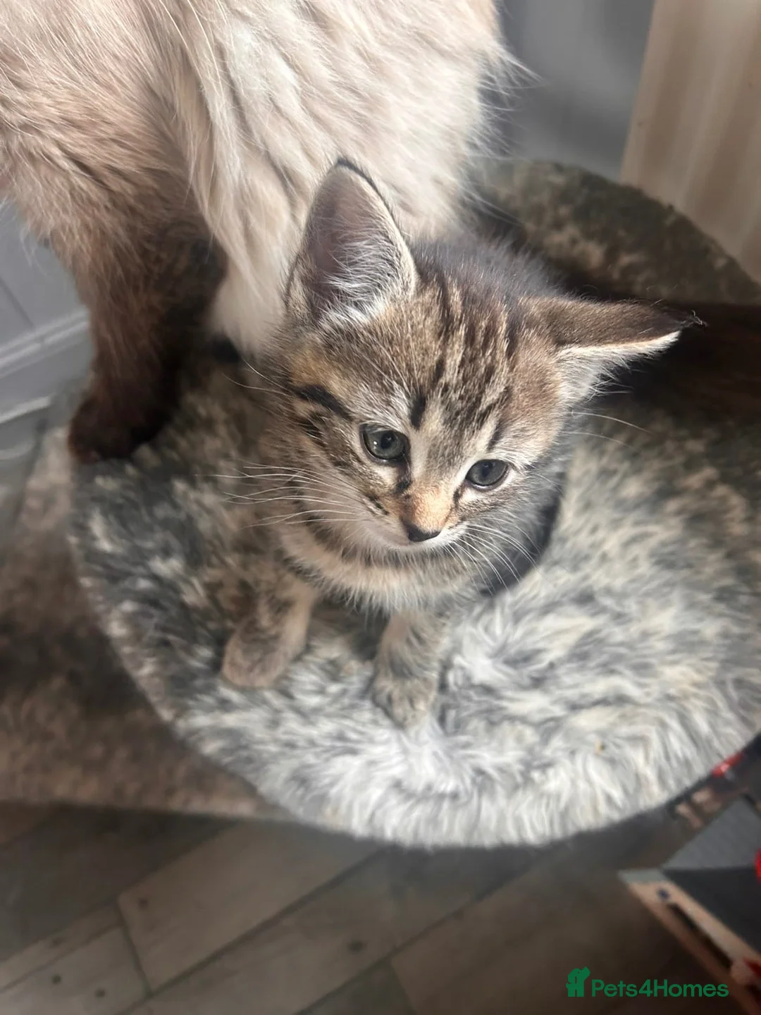 Mixed Breed cats for sale: Ragdoll cross  - Advert 10